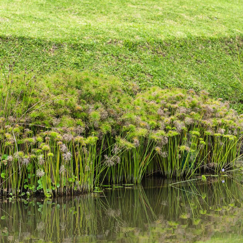 Graines de Papyrus des fleuristes - Cyperus alternifolius (Port)