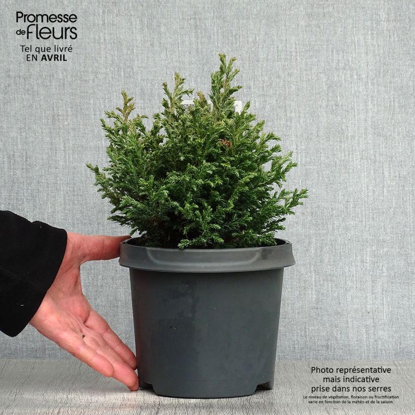 Example of Cyprès Sawara - Chamaecyparis pisifera Baby Blue                Pot de 3L/4L as you get in printemps