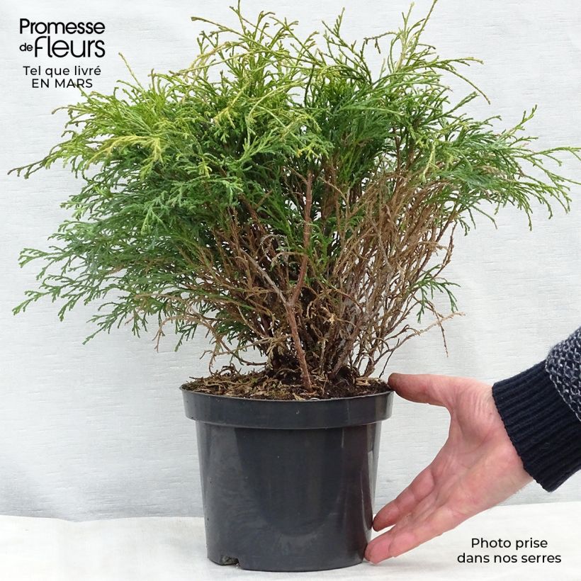 Spécimen de Cyprès Sawara - Chamaecyparis pisifera Filifera                 Pot de 2L/3L tel que livré au printemps