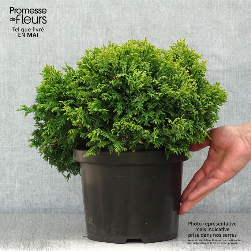 Spécimen de Chamaecyparis pisifera Golden Pincushion - Cyprès Sawara Pot de 4L/5L tel que livré au printemps