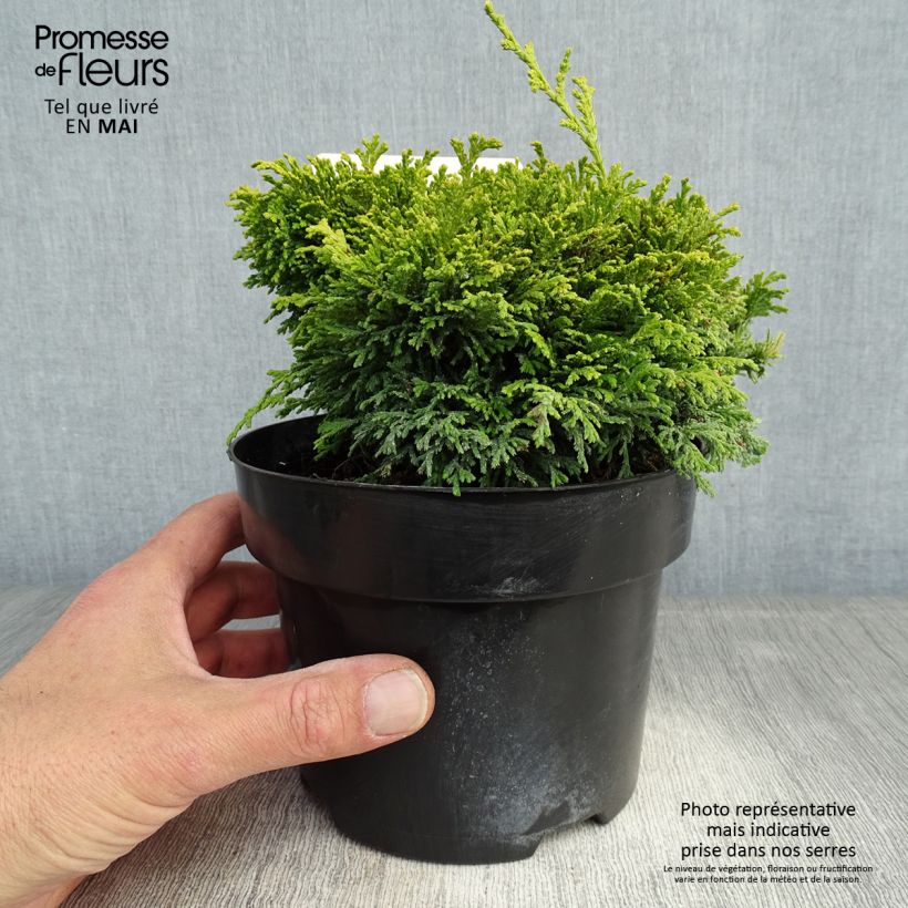 Spécimen de Cyprès Sawara - Chamaecyparis pisifera Hime-Sawara Pot de 2L/3L tel que livré au printemps