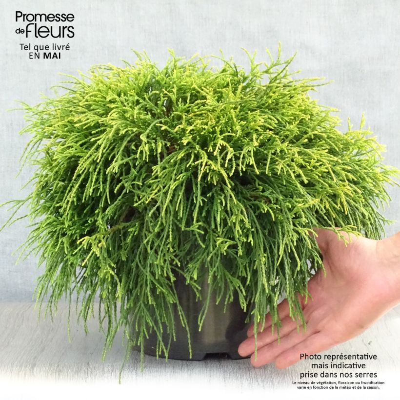 Spécimen de Cyprès Sawara - Chamaecyparis pisifera Sungold                   Pot de 7,5L/10L tel que livré au printemps
