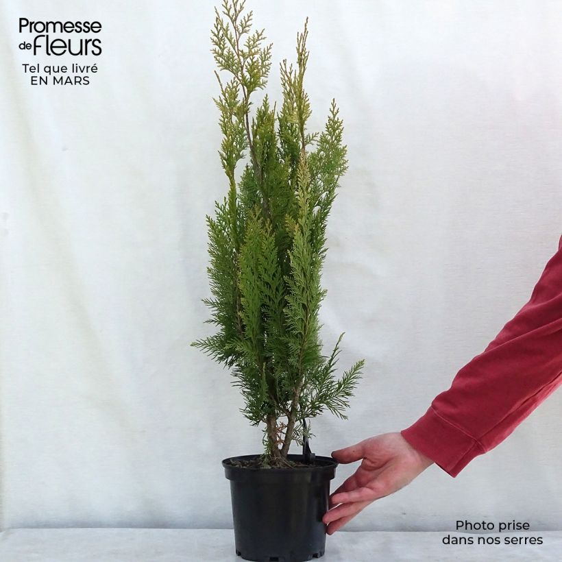 Spécimen de Chamaecyparis lawsoniana Alumigold - Cyprès de Lawson  Pot de 7,5L/10L tel que livré au printemps