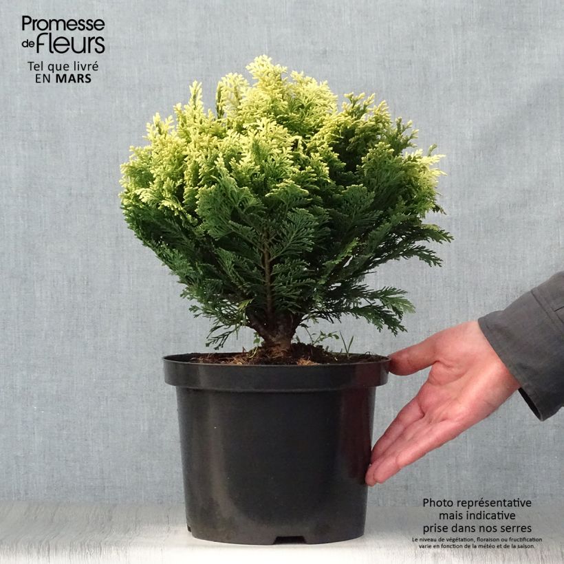 Spécimen de Cyprès de Lawson - Chamaecyparis lawsoniana Pygmaea Argentea Pot de 4L/5L tel que livré au printemps