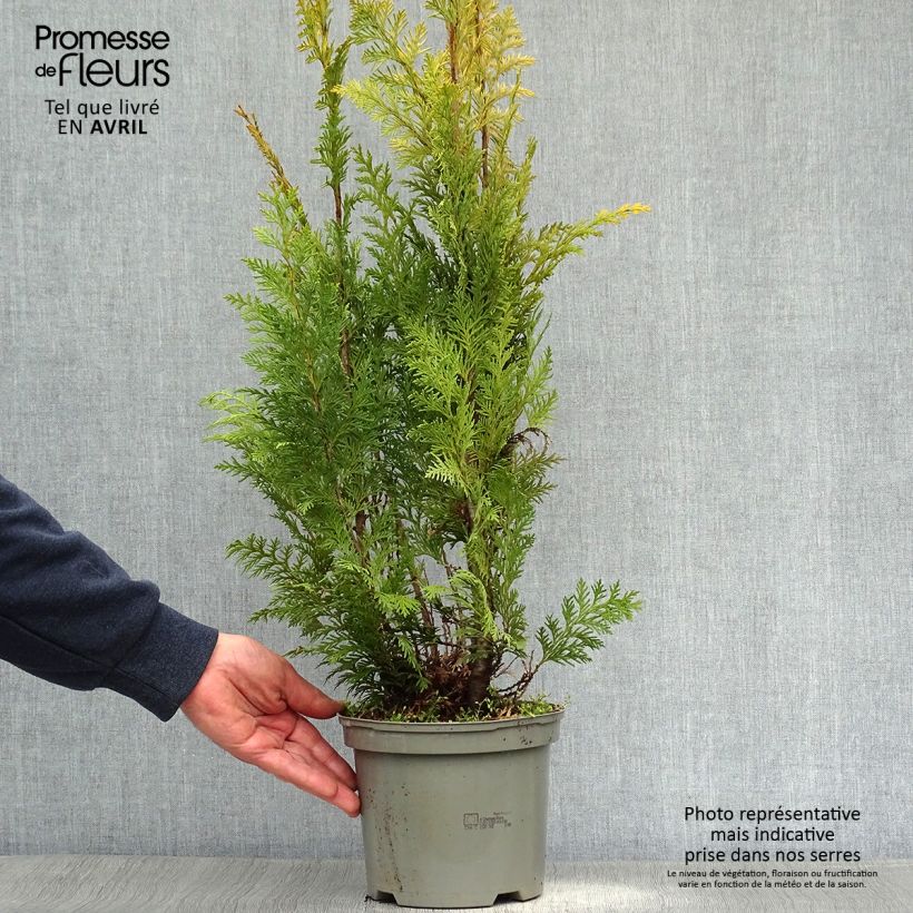 Spécimen de Cyprès de Lawson - Chamaecyparis lawsoniana Stardust Pot de 2L/3L tel que livré au printemps