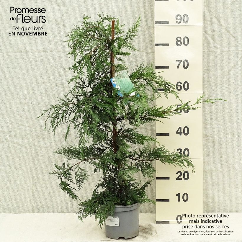 Spécimen de Cyprès de Leyland - Cupressocyparis leylandii Pot de 2L/3L tel que livré en automne