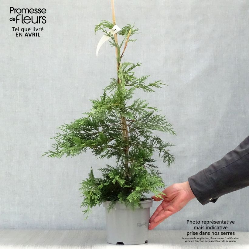 Spécimen de Cyprès de Leyland - Cupressocyparis leylandii Pot de 2L/3L tel que livré au printemps