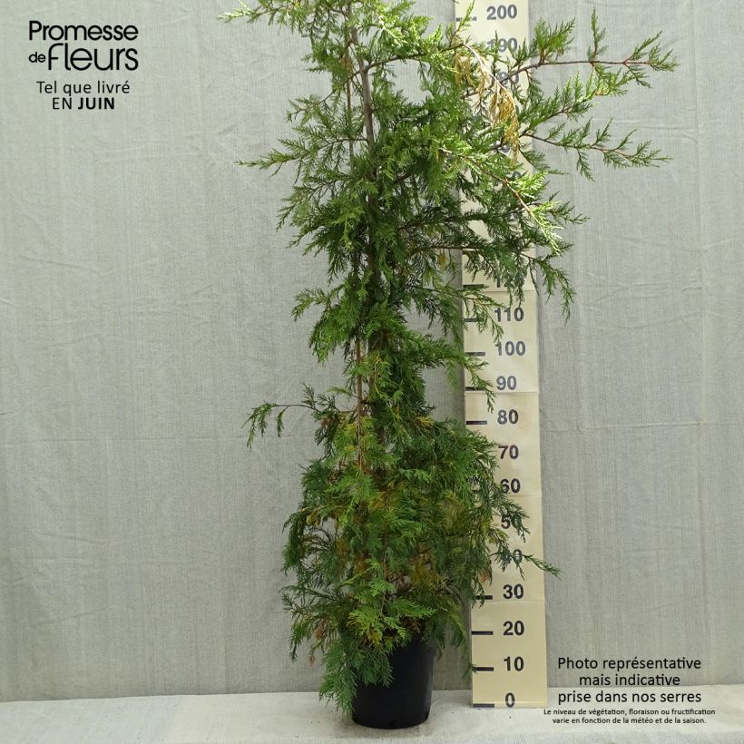 Spécimen de Cyprès de Leyland - Cupressocyparis leylandii Pot de 6L/7L tel que livré au printemps