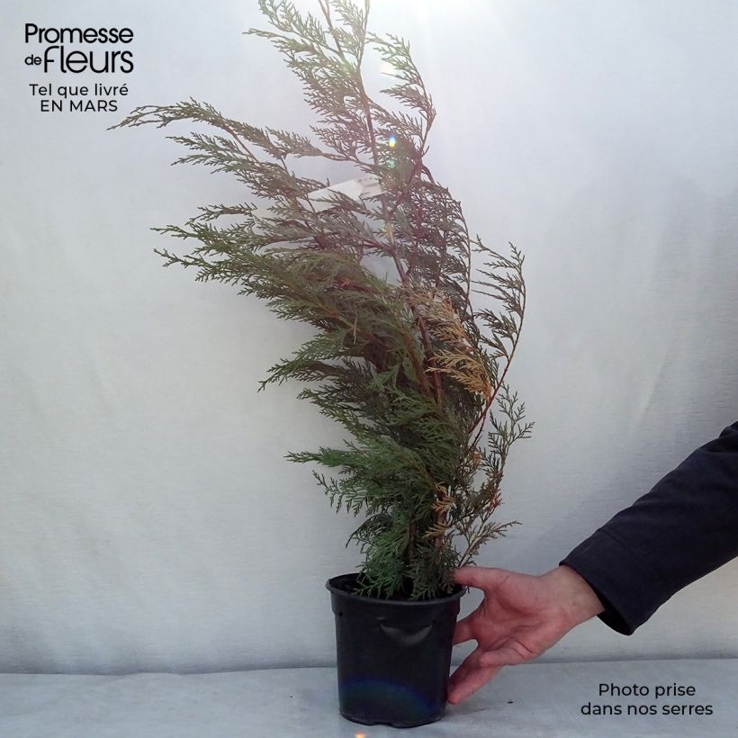 Spécimen de Cupressocyparis x leylandii Oger - Cyprès de Leyland Pot de 2L/3L tel que livré au printemps