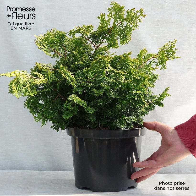 Spécimen de Chamaecyparis obtusa Rashahiba - Faux cyprès hinoki du Japon  Pot de 4L/5L tel que livré en hiver