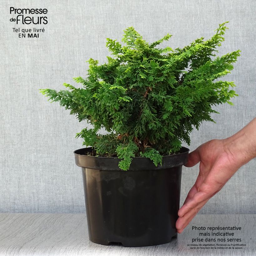 Spécimen de Cyprès hinoki du Japon - Chamaecyparis obtusa Fernspray Gold Pot de 4L/5L tel que livré au printemps