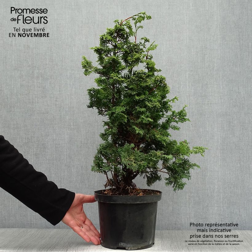 Spécimen de Cyprès hinoki du Japon - Chamaecyparis obtusa Maureen Pot de 4L/5L tel que livré en automne