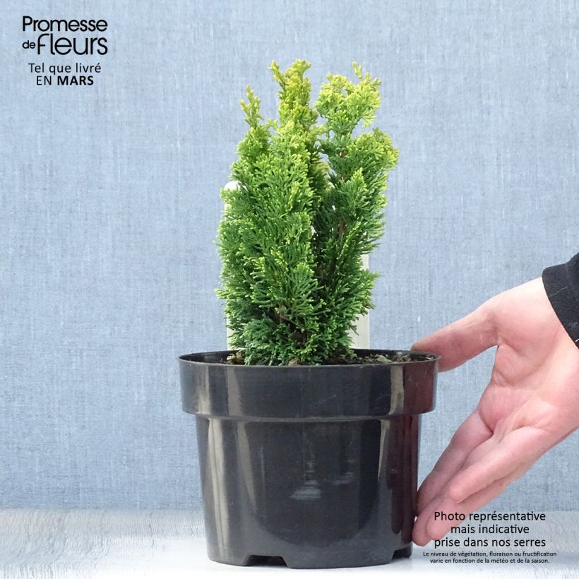 Spécimen de Cyprès hinoki du Japon - Chamaecyparis obtusa Meroki Twin Pot de 2L/3L tel que livré au printemps