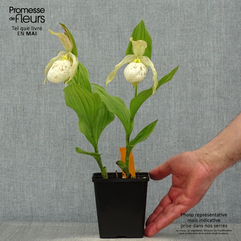 Example of Cypripedium Kristi Lyn - Sabot de Vénus hybride Pot de 1L/1,5L as you get in printemps