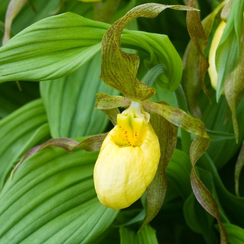 Cypripedium Kristi Lyn - Sabot de Vénus hybride (Flowering)