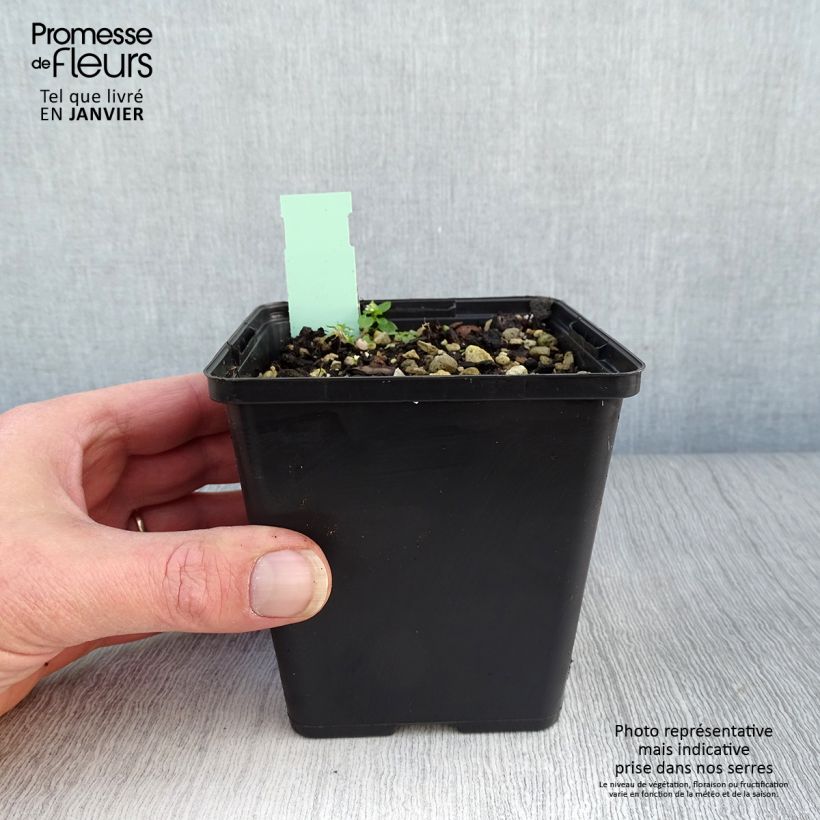 Spécimen de Cypripedium calceolus - Sabot de Venus Pot de 1L/1,5L tel que livré en hiver