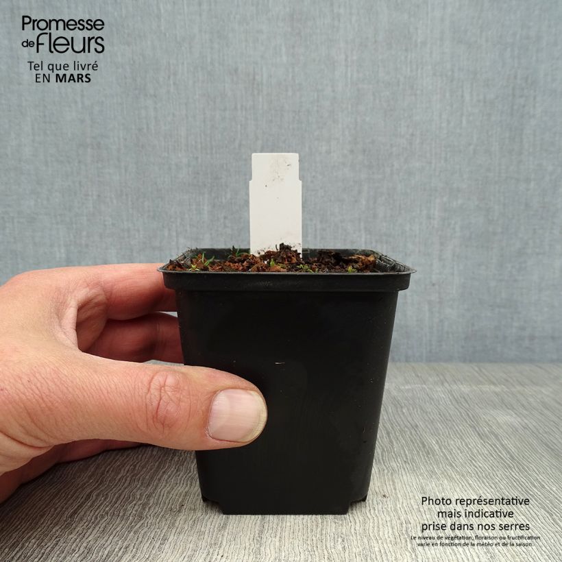 Spécimen de Cypripedium flavum - Sabot de Vénus jaune pâle Godet de 8/9 cm tel que livré au printemps