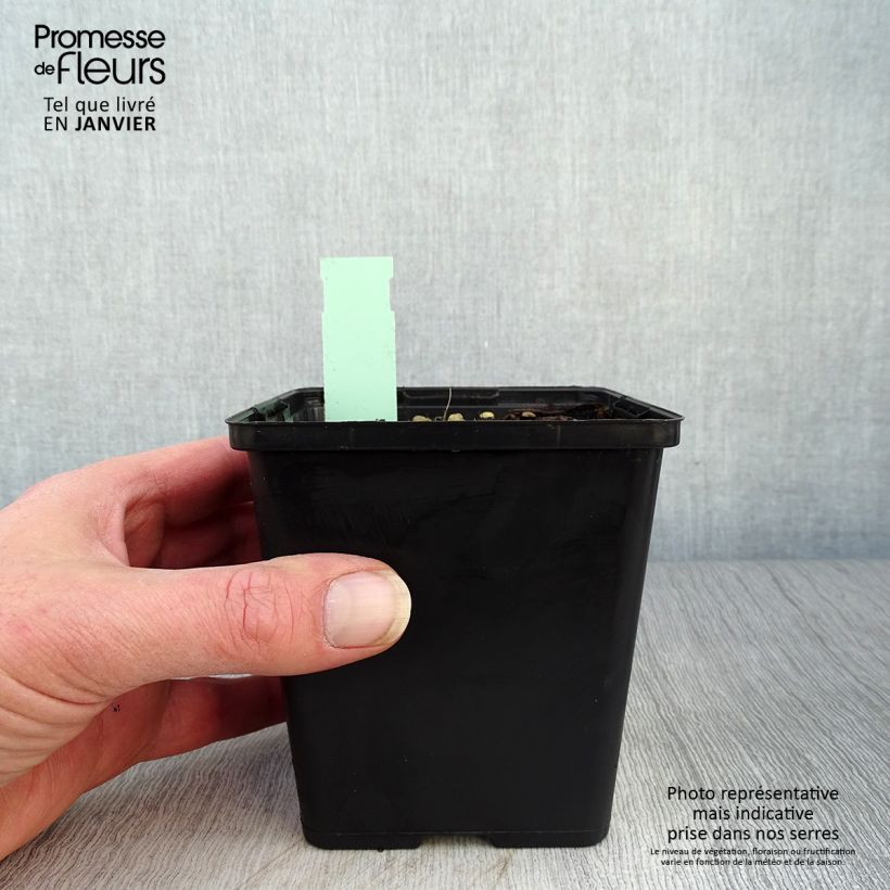 Spécimen de Cypripedium kentuckiense - Sabot de Vénus pourpre et ivoire Pot de 1L/1,5L tel que livré en hiver