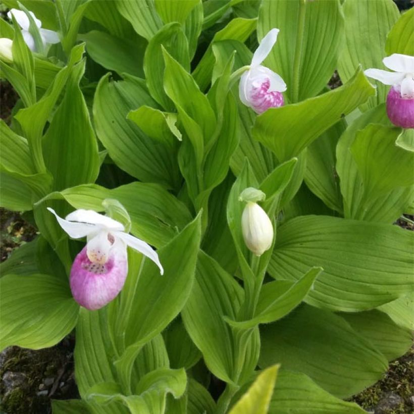 Cypripedium reginae - Sabot de Venus (Foliage)