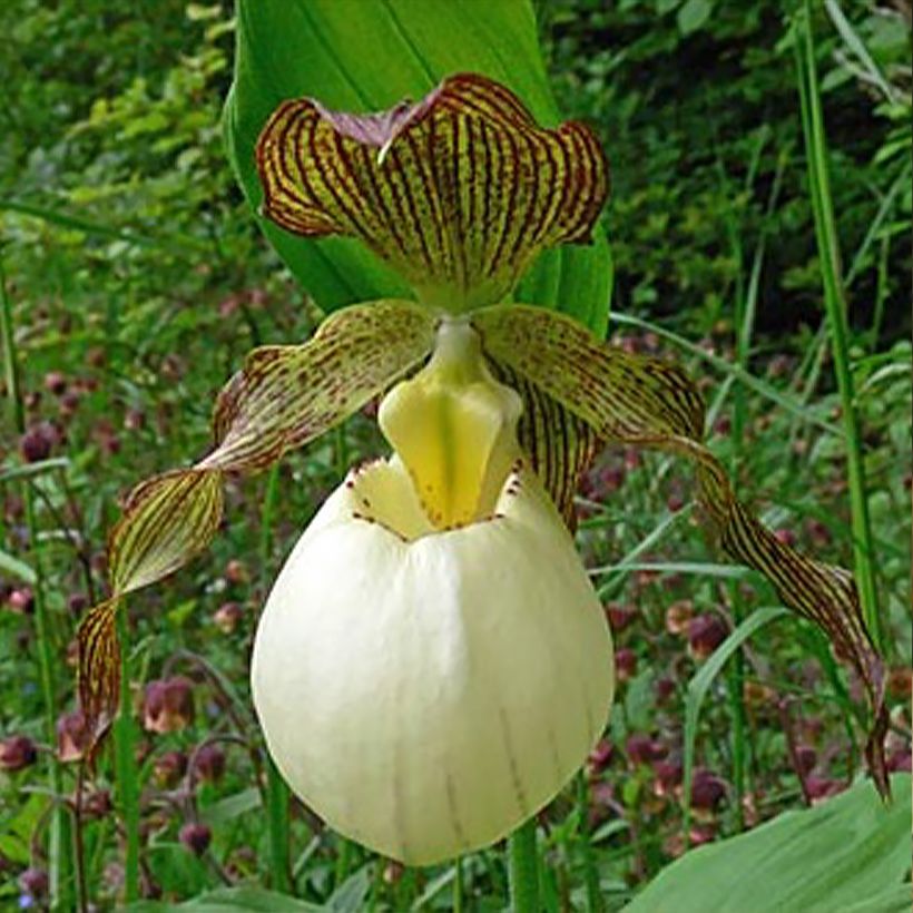 Cypripedium Gabriela - Sabot de Venus hybride (Flowering)
