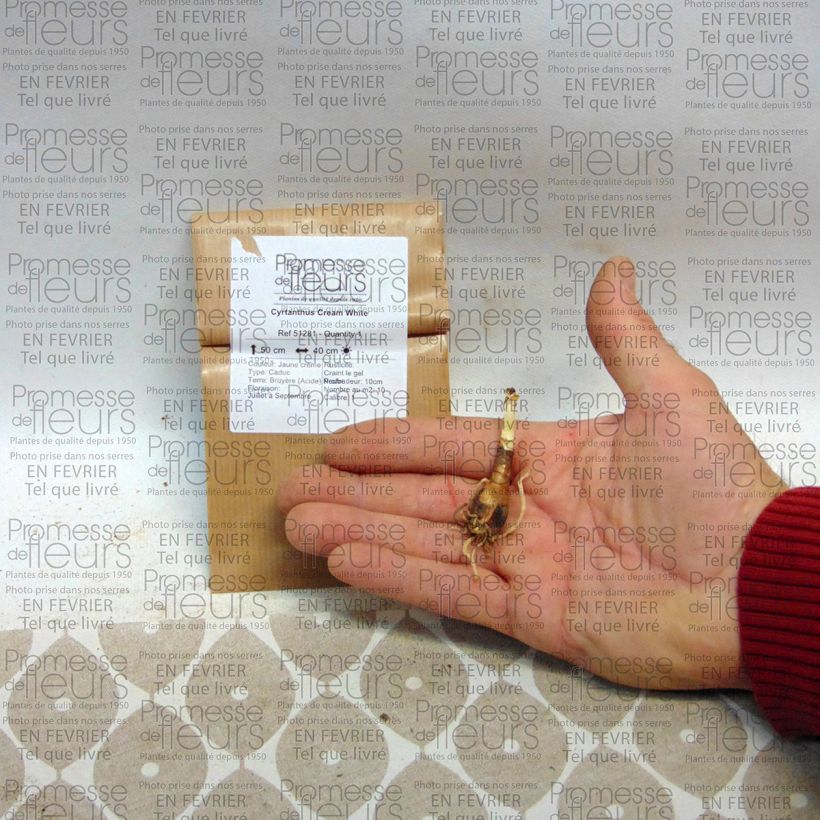 Exemple de spécimen de Cyrtanthus Cream White Bulbe calibre 10+ tel que livré