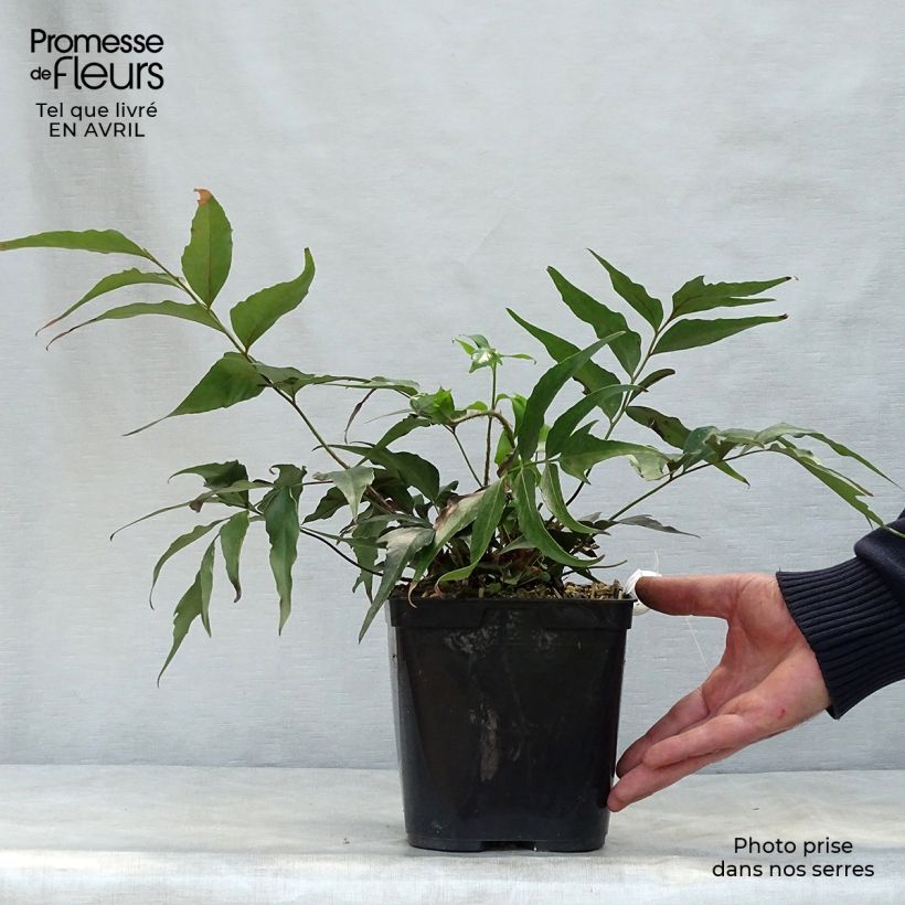 Spécimen de Cyrtomium devexiscapulae - Fougère Pot de 2L/3L tel que livré au printemps