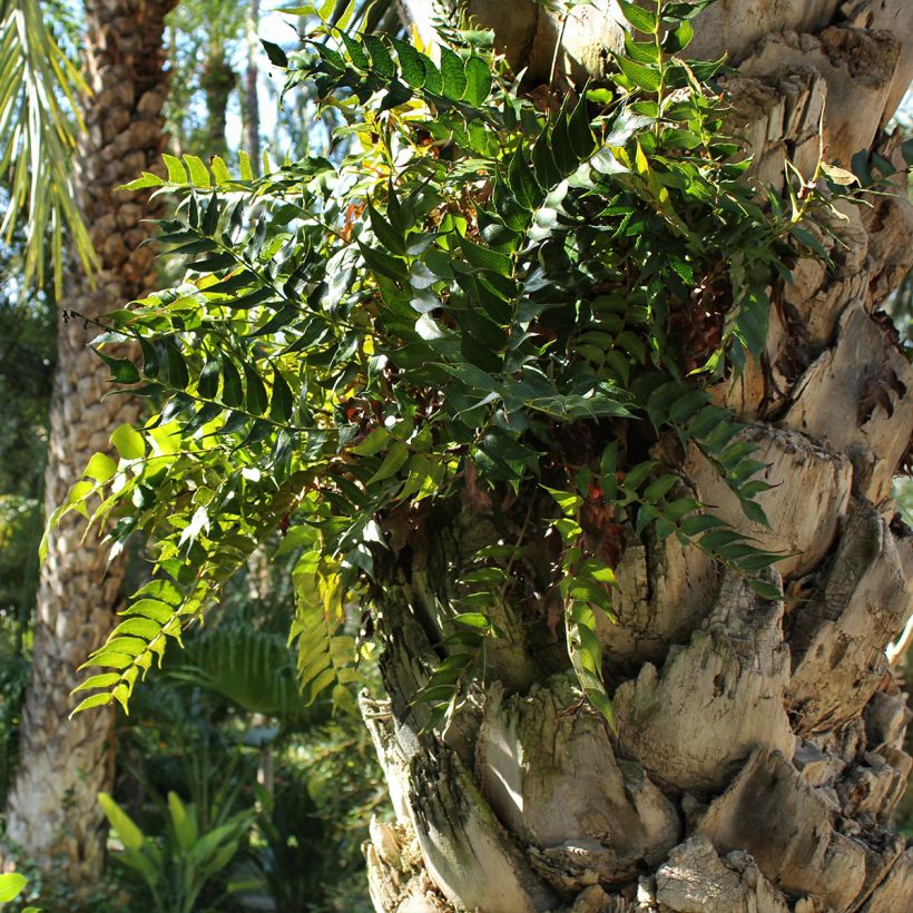 Cyrtomium falcatum - Fougère persistante (Plant habit)