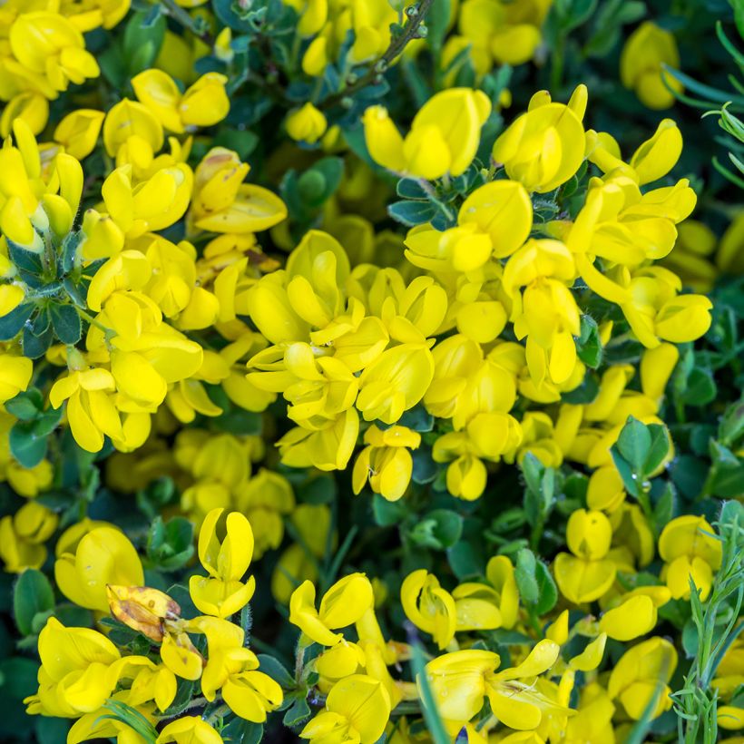 Cytisus decumbens - Genêt rampant (Floraison)