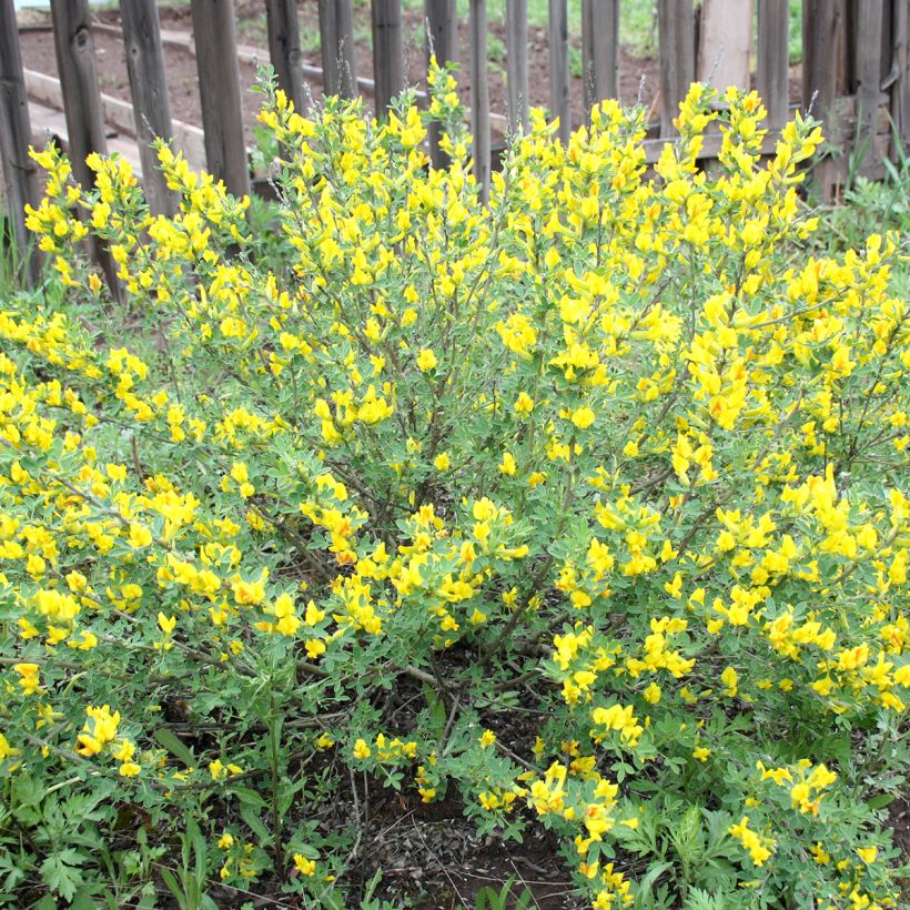 Cytisus decumbens - Genêt rampant (Port)
