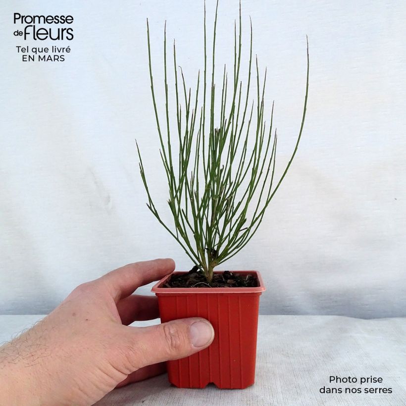 Example of Cytisus procumbens Zeelandia - Genêt à balais Godet de 8/9 cm as you get in printemps