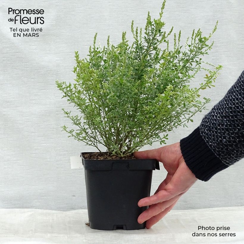 Spécimen de Cytisus racemosus Phebus - Genêt de Tenerife Pot de 2L/3L tel que livré au printemps