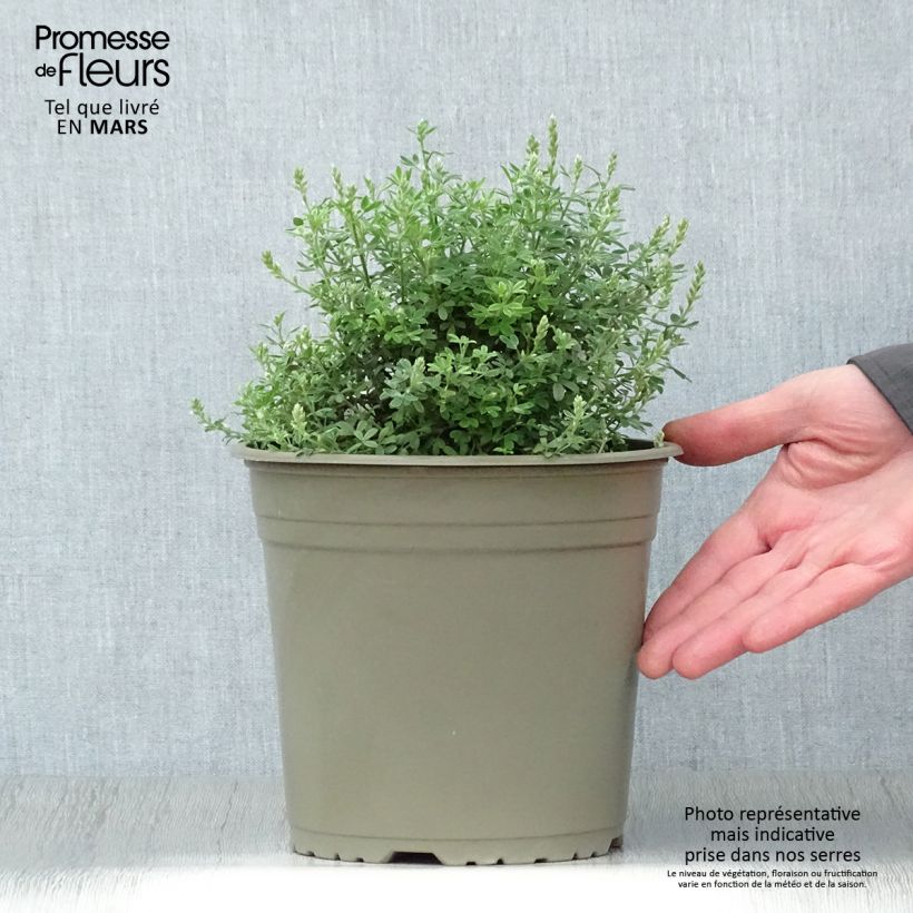 Spécimen de Cytisus racemosus Phebus - Genêt de Tenerife Pot de 4L/5L tel que livré au printemps