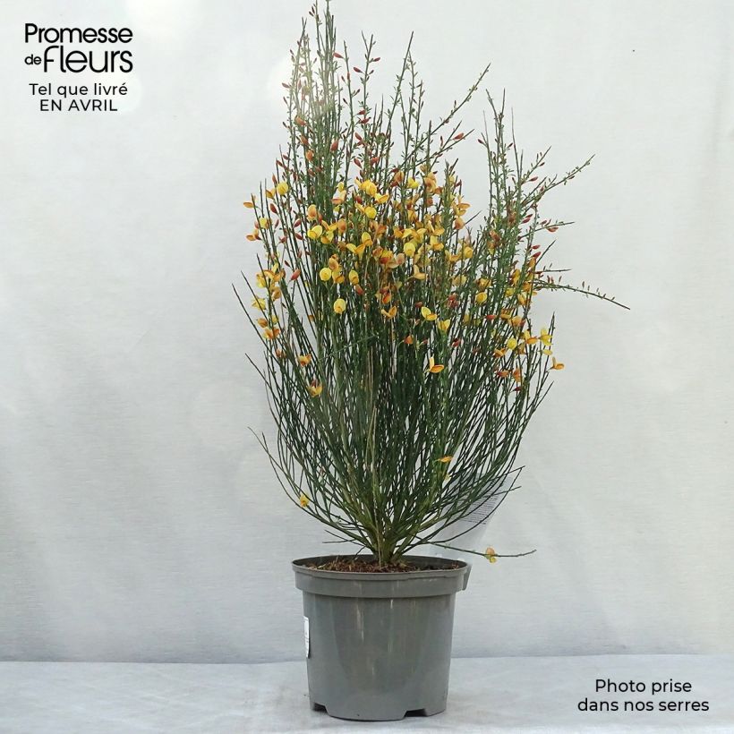 Spécimen de Cytisus scoparius Apricot Gem - Genêt à balais Pot de 2L/3L tel que livré au printemps