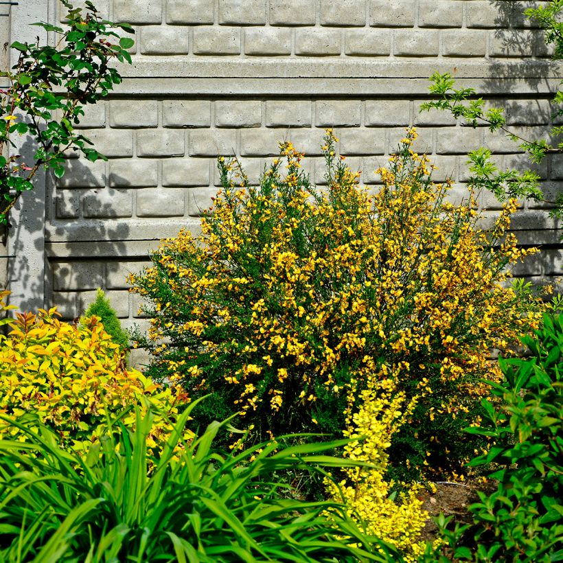 Cytisus scoparius Apricot Gem - Genêt à balais (Port)