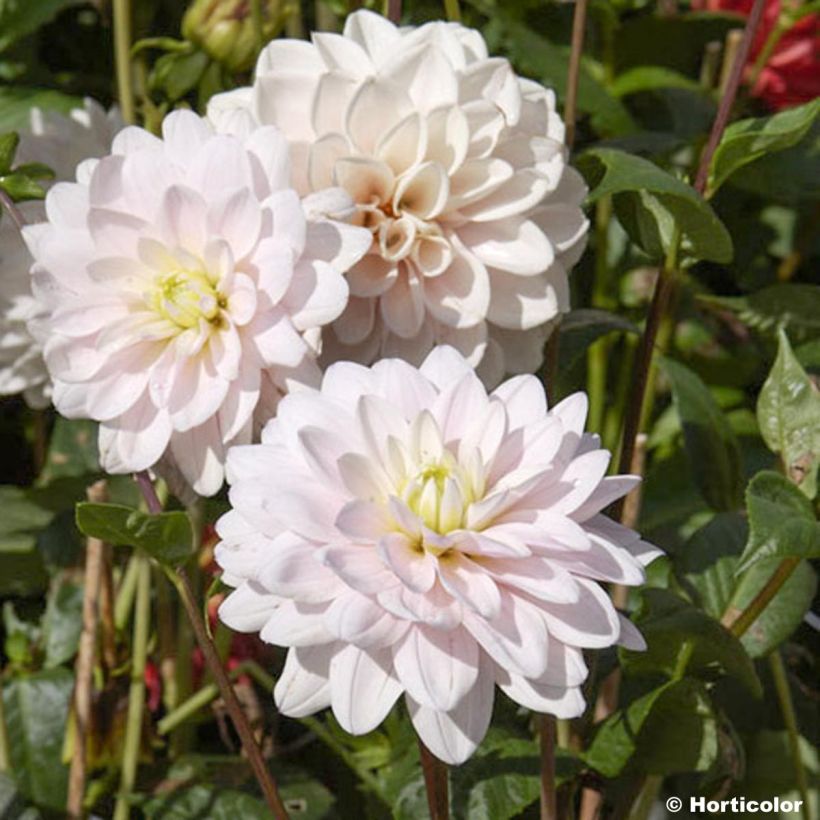 Dahlia décoratif Naples (Floraison)