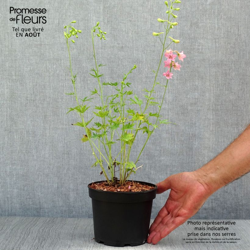 Spécimen de Delphinium Ruysii Pink Sensation, Pied d'Alouette Pot de 2L/3L tel que livré en été