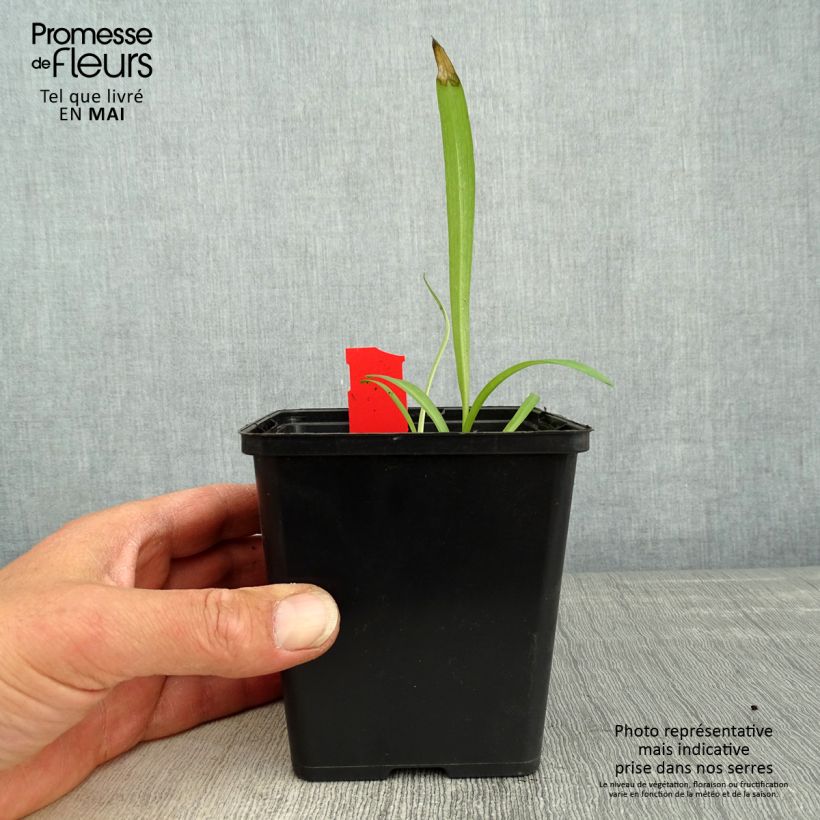 Example of Dactylorhiza majalis - Orchis de Mai ou à feuilles larges  Godet de 8/9 cm as you get in printemps