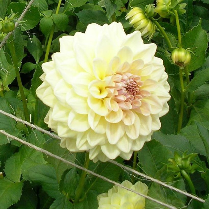Dahlia Alloway Cottage (Floraison)