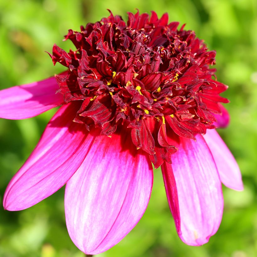 Dahlia anémone Poodle Skirt (Floraison)