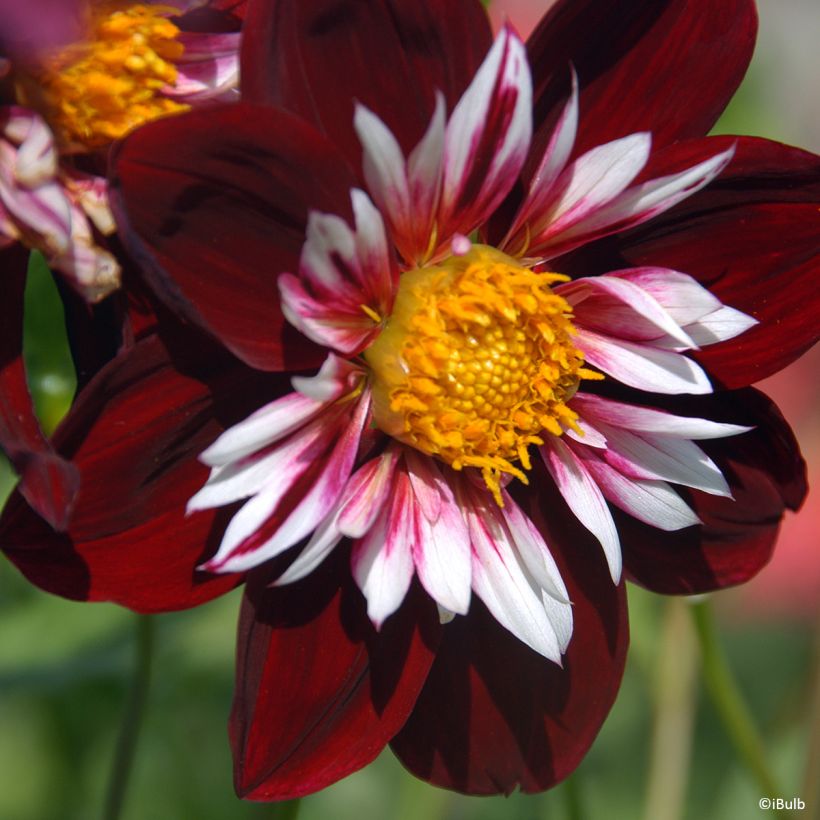 Dahlia collerette Night Butterfly (Floraison)