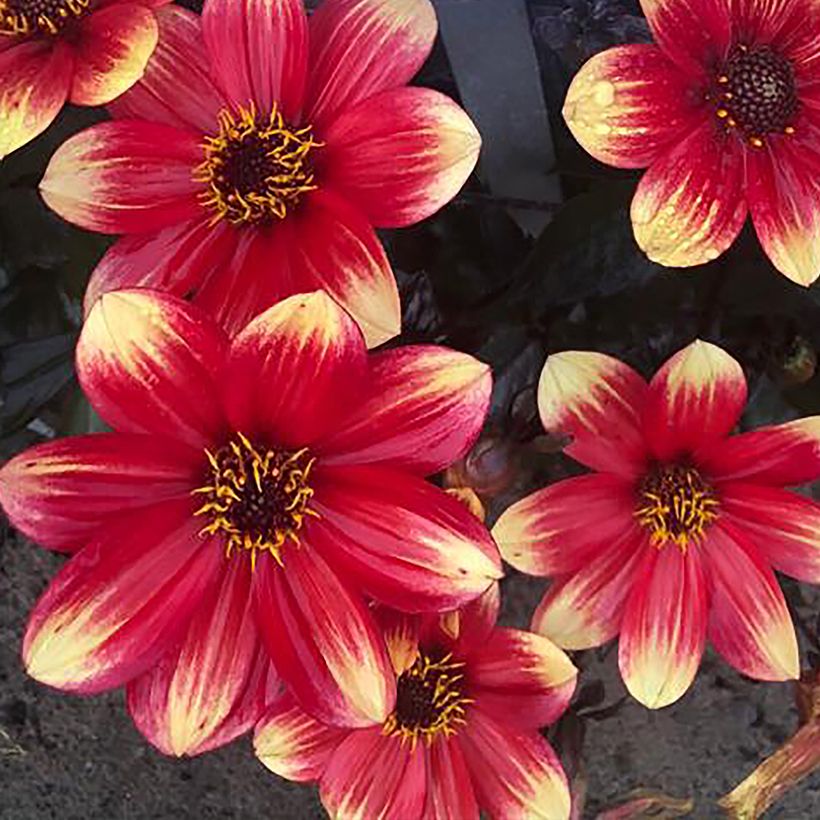 Dahlia nain Dahlegria Bicolore (Floraison)