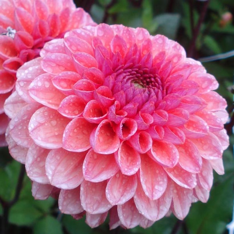 Dahlia décoratif Daisy Duke (Floraison)