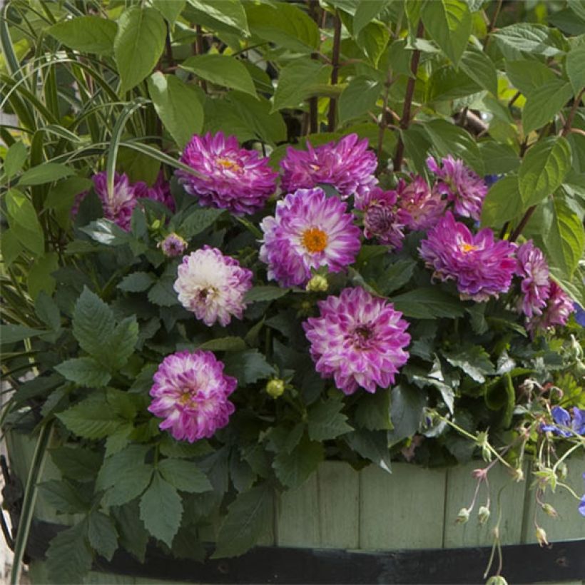 Dahlia Dalina Maxi Bonita (Port)