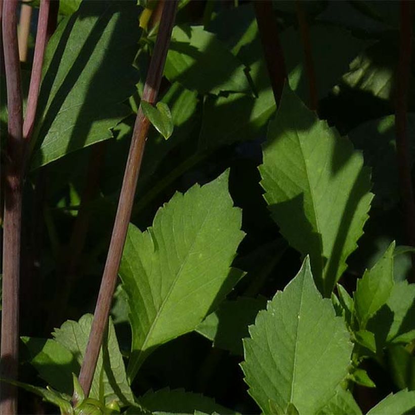 Dahlia décoratif Babylon Bronze (Feuillage)