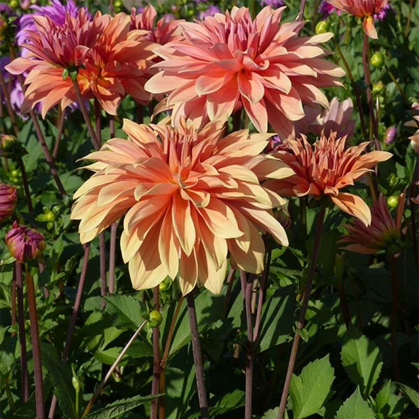 Dahlia décoratif Babylon Bronze (Port)