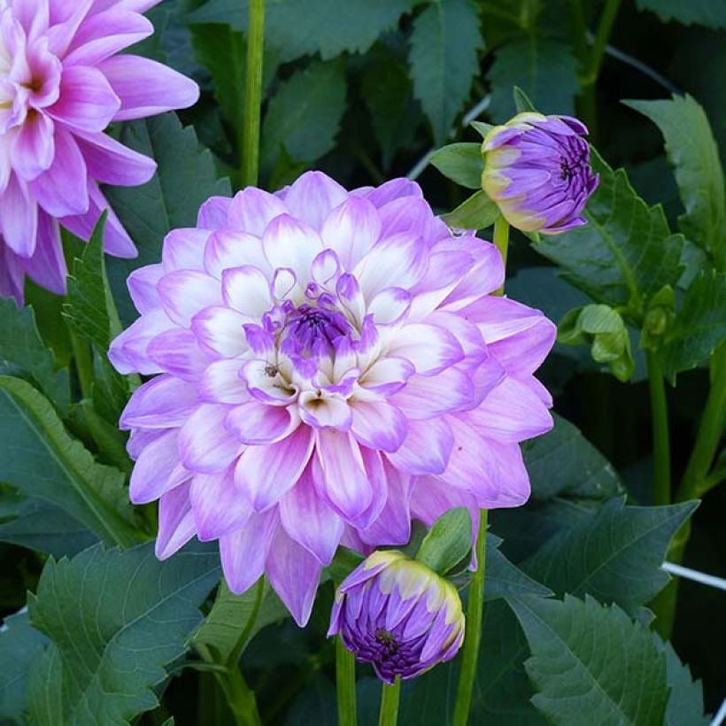 Dahlia décoratif Blue Wish (Floraison)