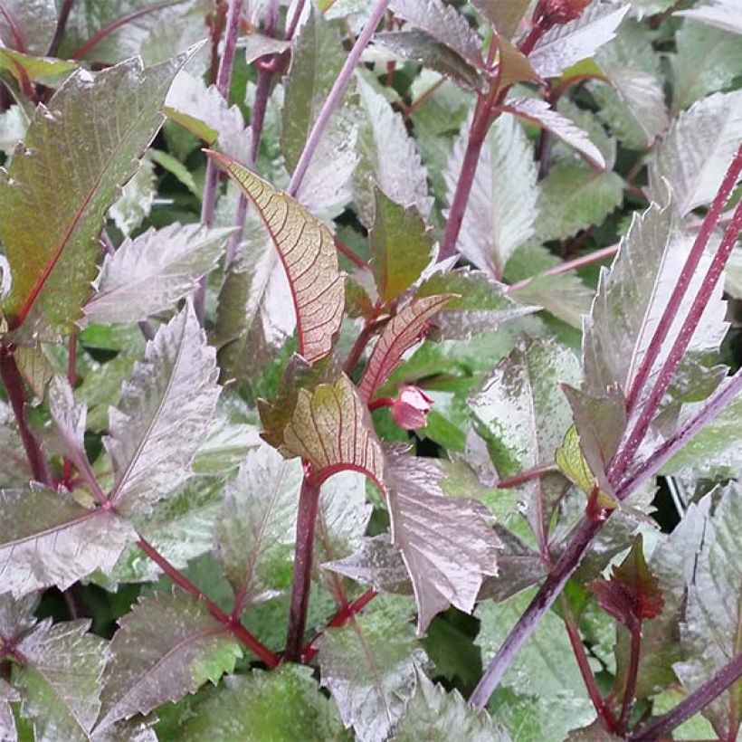 Dahlia décoratif Evening Breeze (Feuillage)