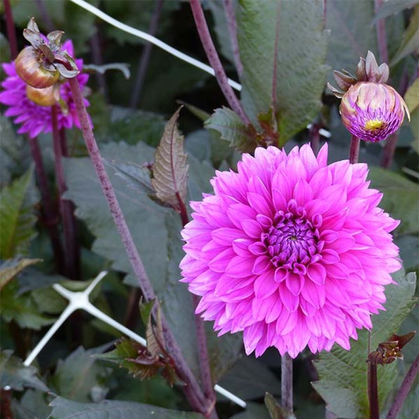 Dahlia décoratif Evening Breeze (Floraison)