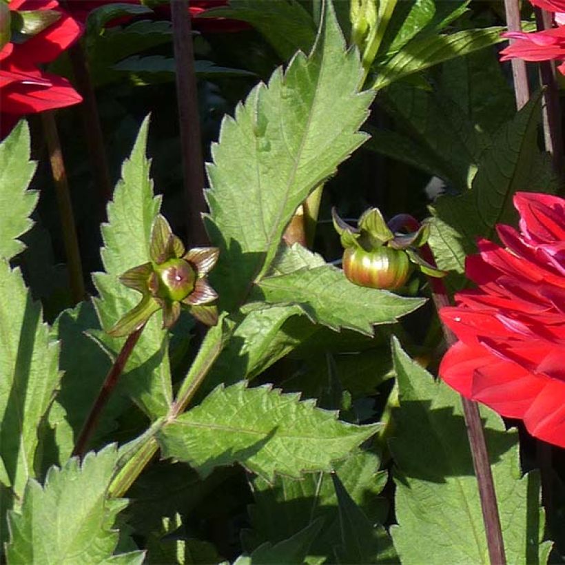 Dahlia décoratif Karma Amora (Feuillage)