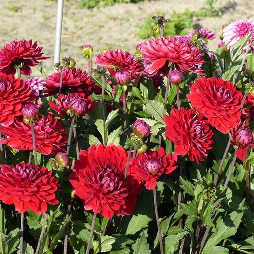 Dahlia décoratif Karma Amora (Floraison)
